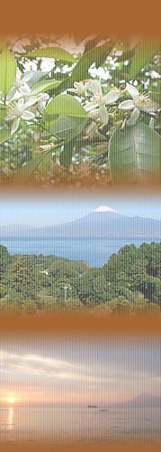 みかんの花・富士山